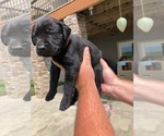 Small Photo #4 Mastador Puppy For Sale in MONTGOMERY, IN, USA