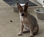 Puppy Puppy 2 Australian Cattle Dog