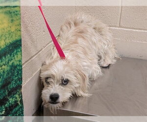 Mutt Dogs for adoption in Moreno Valley, CA, USA