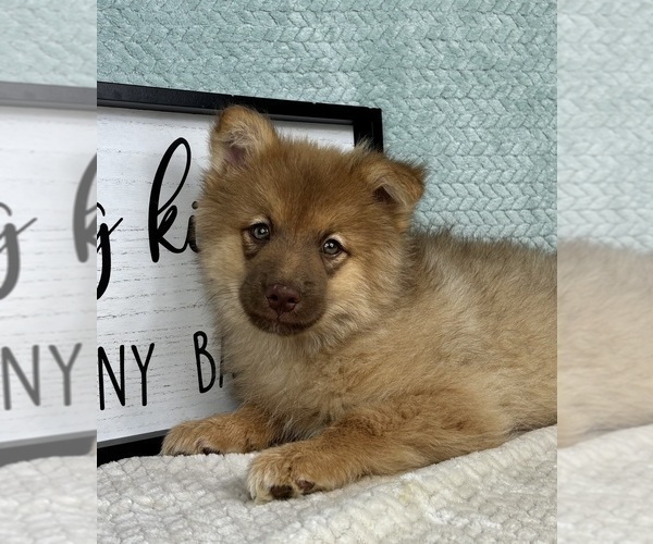Medium Photo #6 Pomsky Puppy For Sale in FRANKLIN, IN, USA