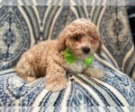 Small Photo #14 Bichpoo Puppy For Sale in LAKELAND, FL, USA