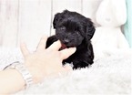 Small Photo #6 Maltipoo-Unknown Mix Puppy For Sale in FULLERTON, CA, USA
