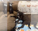 Onyx  (2026) - Male Mutt Dog for Adoption - Small photo
