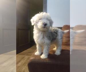 Old English Sheepdog-Poodle (Miniature) Mix Puppy for sale in FREDERICKSBG, OH, USA