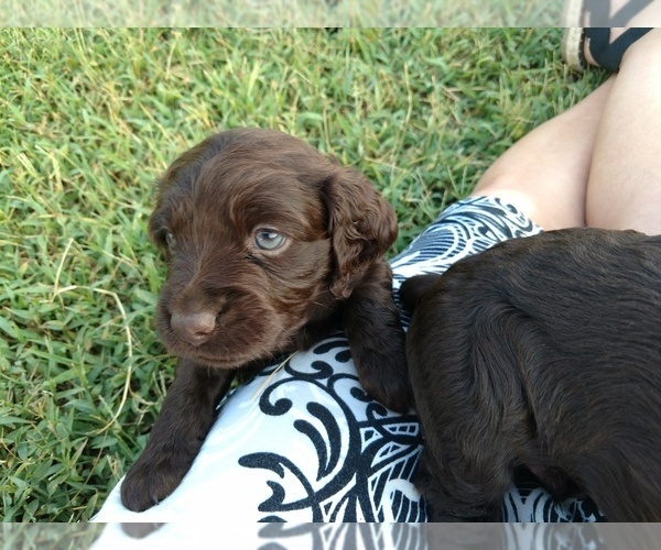 Medium Photo #9 Boykin Spaniel Puppy For Sale in SILVER CREEK, GA, USA