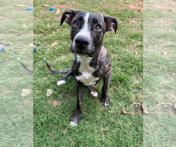 Medium Photo #10 American Staffordshire Terrier-German Shepherd Dog Mix Puppy For Sale in McDonough, GA, USA