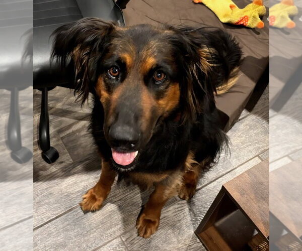 Medium Photo #7 German Shepherd Dog-Unknown Mix Puppy For Sale in Lake Forest, CA, USA