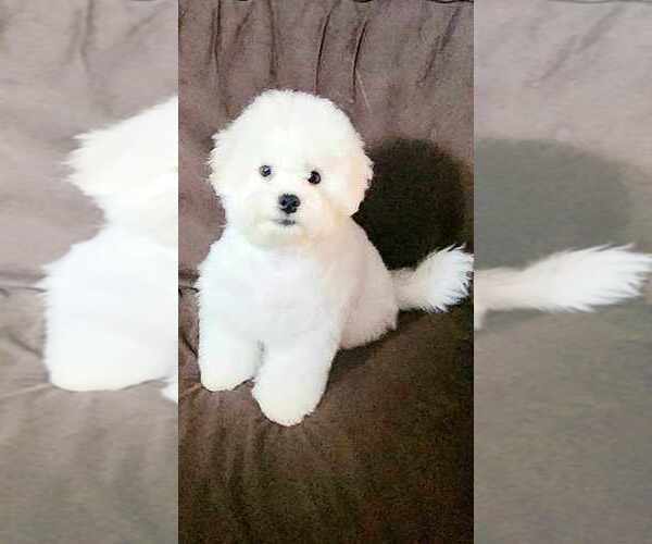 Medium Photo #3 Bichon Frise Puppy For Sale in WAYLAND, MI, USA