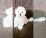 Small #2 Bichon Frise