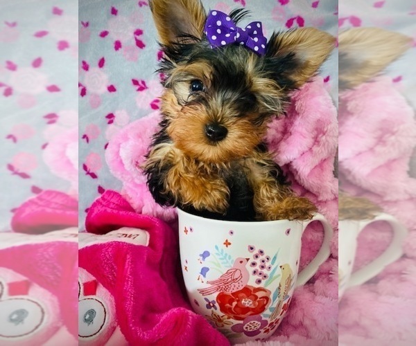 Medium Photo #9 Yorkshire Terrier Puppy For Sale in THE WOODLANDS, TX, USA