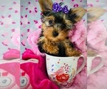 Small Photo #9 Yorkshire Terrier Puppy For Sale in THE WOODLANDS, TX, USA