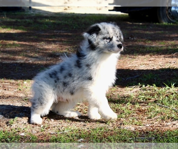 Medium Photo #1 Australian Shepherd Puppy For Sale in ACTON, CA, USA