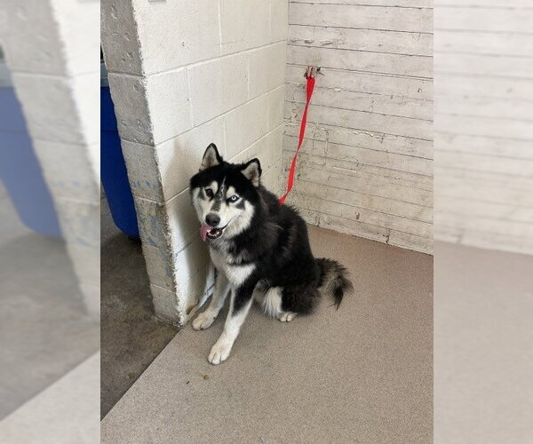 Medium Photo #1 Alaskan Malamute Puppy For Sale in San Bernardino, CA, USA
