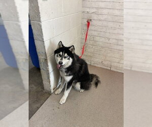 Alaskan Malamute Dogs for adoption in San Bernardino, CA, USA