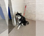 MR WIGGLES - Male Alaskan Malamute Dog for Adoption - Small photo