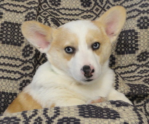 Pembroke Welsh Corgi Puppy for sale in NAPPANEE, IN, USA