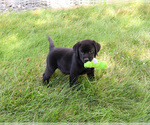Small #4 Labrador Retriever