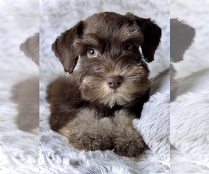 Schnauzer (Miniature) Puppy for sale in COLORADO SPRINGS, CO, USA