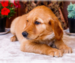 Small Photo #35 Golden Retriever Puppy For Sale in WAKARUSA, IN, USA