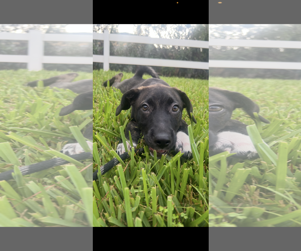 Medium Photo #2 Mutt Puppy For Sale in Melbourne, FL, USA