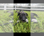 Small #1 Mutt