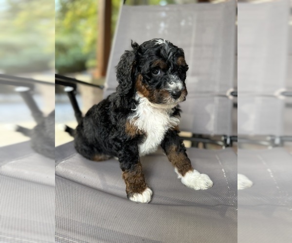 Medium Photo #2 Miniature Bernedoodle Puppy For Sale in DENVER, PA, USA