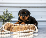 Small Photo #3 Rottweiler Puppy For Sale in BRYANT, IN, USA