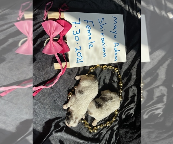 Medium Photo #9 Shiranian Puppy For Sale in PLANO, TX, USA