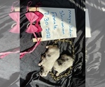 Small Photo #9 Shiranian Puppy For Sale in PLANO, TX, USA