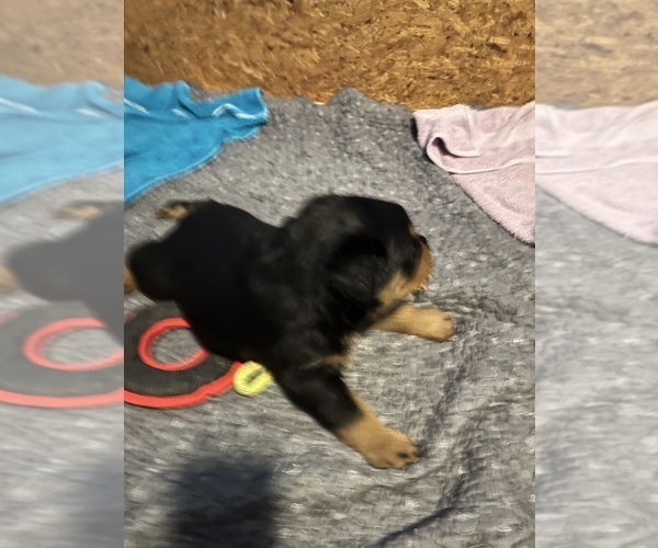 Medium Photo #10 Rottweiler Puppy For Sale in BULLS GAP, TN, USA