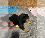 Small #9 Rottweiler