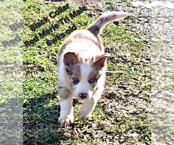 Medium Photo #4 Border Collie Puppy For Sale in BYBEE, TN, USA