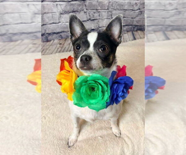 Medium Photo #1 Chihuahua-Unknown Mix Puppy For Sale in New London, WI, USA