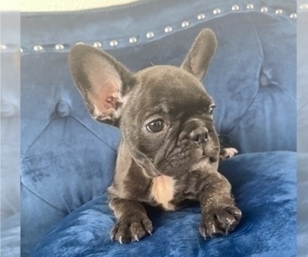 Medium Photo #2 French Bulldog Puppy For Sale in MOUNT VERNON, AL, USA