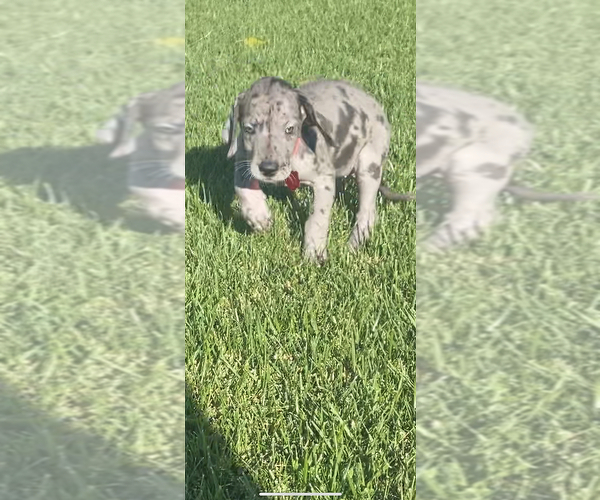 Medium Photo #2 Great Dane Puppy For Sale in NORCO, CA, USA