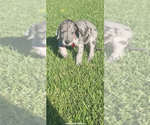 Small Photo #2 Great Dane Puppy For Sale in NORCO, CA, USA