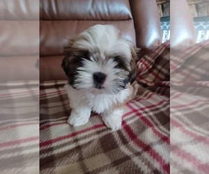 Shih Tzu Puppy for sale in MARS HILL, NC, USA