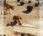 Small Photo #147 Rhodesian Ridgeback Puppy For Sale in MORONGO VALLEY, CA, USA