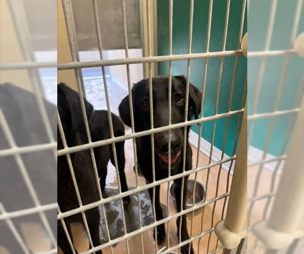 Medium Photo #1 Labrador Retriever-Unknown Mix Puppy For Sale in Texas City, TX, USA