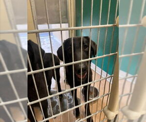 Labrador Retriever-Unknown Mix Dogs for adoption in Texas City, TX, USA