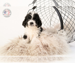 Small Photo #10 Saint Berdoodle Puppy For Sale in LEAVENWORTH, IN, USA