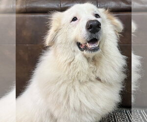 Teagan - Female Great Pyrenees Dog for Adoption - Photo #2