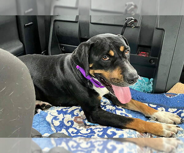 Medium Photo #6 Rottweiler-Unknown Mix Puppy For Sale in Newfoundland, PA, USA