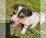 Puppy Sky Jack Russell Terrier