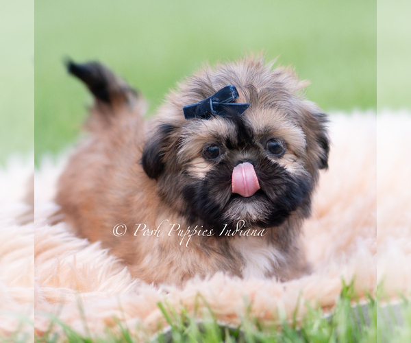Medium Photo #4 Shih Tzu Puppy For Sale in WARSAW, IN, USA