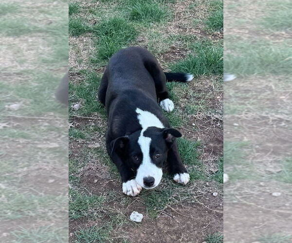 Medium Photo #2 Border Collie-Unknown Mix Puppy For Sale in Winter Park, CO, USA