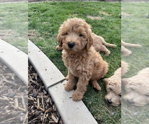Double Doodle Puppy for sale in REDDING, CA, USA