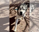 Small #6 Siberian Husky Mix