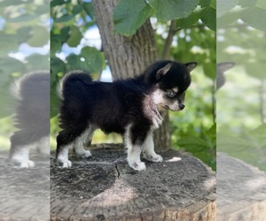 Alaskan Klee Kai-Pomsky Mix Puppy for sale in STAPLES, MN, USA