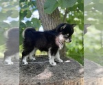 Image preview for Ad Listing. Nickname: Litter of 2